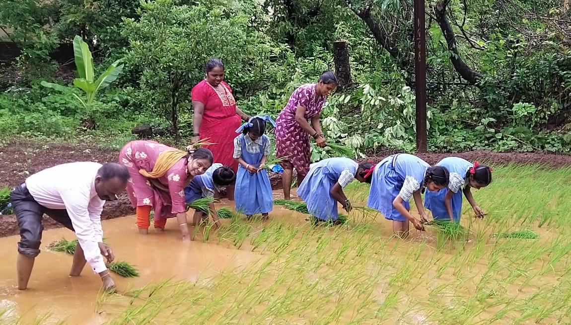 विद्यार्थी रमले बांधावरच्या शाळेतील भातशेतीत.!(विशेषवृत्त)