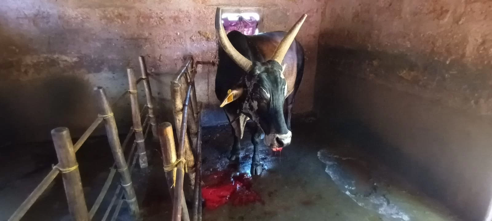 चिंदर पडेकाप माळरानवर बैलाला बसला गावठी बाॅम्बचा फटका..!