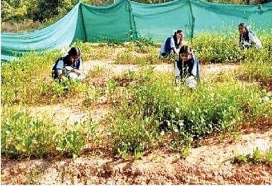 'हरी कमाई'..जिथे राबती हात तेथे हरी  ! ( विशेष)
