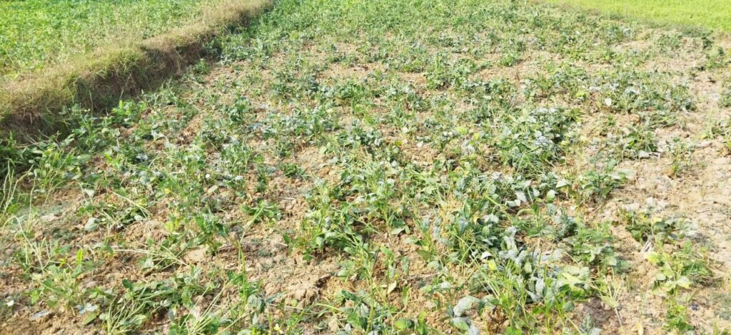 उभे शेतपीक झाले फस्त…शेतकरी रातोरात उद्ध्वस्त…! ( लक्षवेधी )