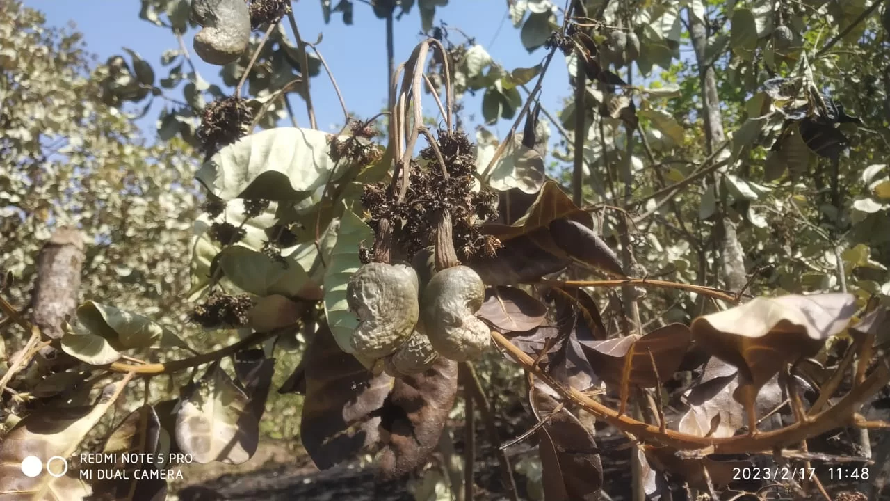 भरणी तळेवाडी येथील  १२ शेतकऱ्यांच्या काजू बागेला आग; सुमारे ६० लाखाचे नुकसान