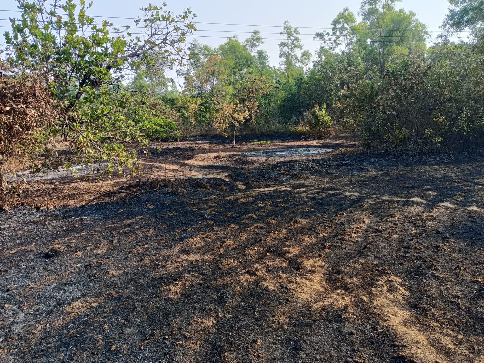 न्हावेली-रेवटेवाडी येथील काजू बागेत शॉर्टसर्किट होऊन सुमारे एक एकर काजू बागेला भीषण आग