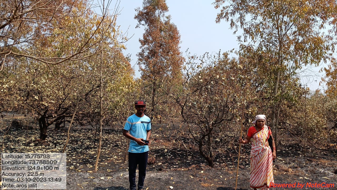आरोस येथे काजु बागायतीला भीषण आग