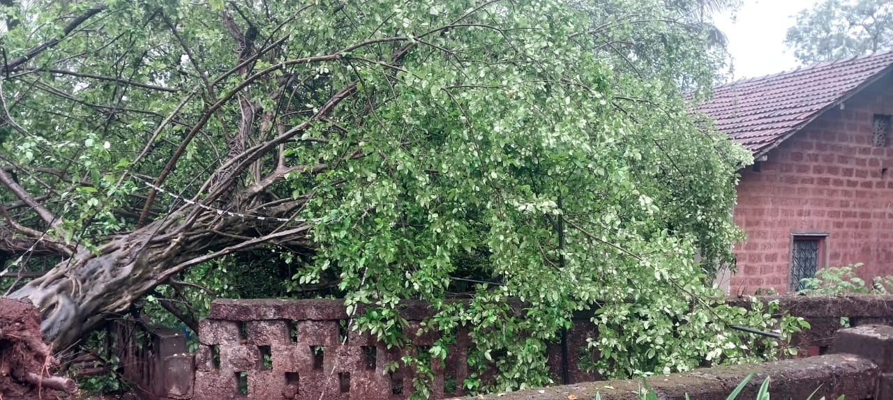साळशी येधे घरावर झाड उन्मळून पडून नुकसान
