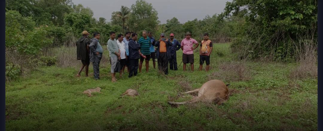चिंदरमध्ये सडेवाडी माळरानावर विजेचा धक्का लागून दगावली गाय ; मुक्या जनावरांच्या सर्वांगीण सुरक्षेचा प्रश्न ऐरणीवर..!