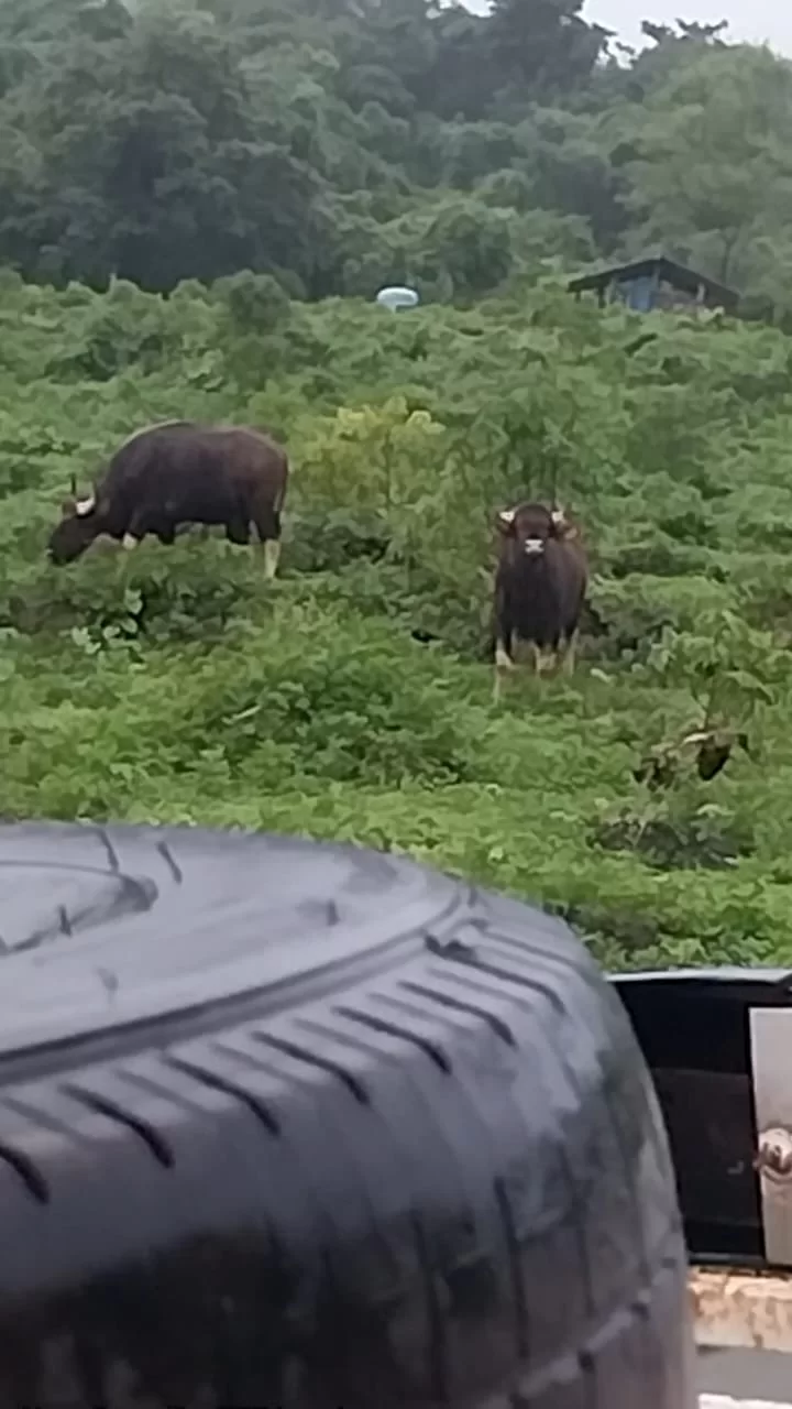 साळशी, चाफेड, कुवळे परिसरात गवारेड्यांचा मुक्त संचार ; शेतकरीवर्ग भयभीत वाहनचालकांमधे भीतीचे वातावरण