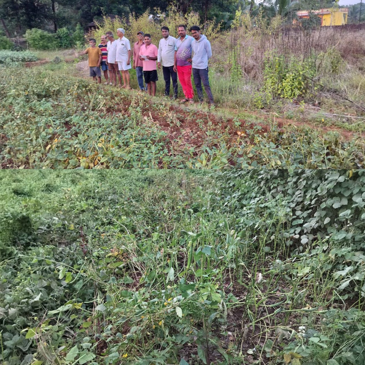 चाफेड गावात गवा रेड्यांचा वावर ; वायंगणी शेतीचे नुकसान.