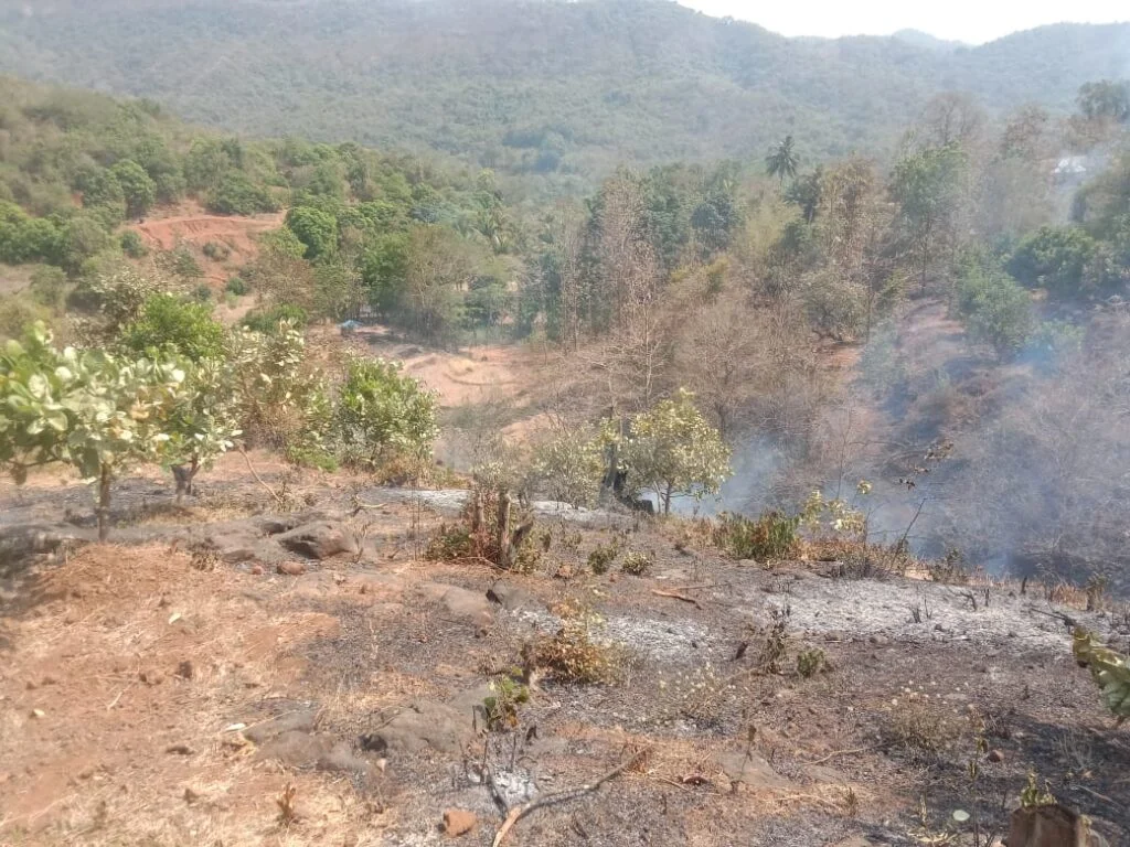 वैभववाडी सडूरे - सोनधरणे येथे काजू आंबा बागेला भीषण आग..!