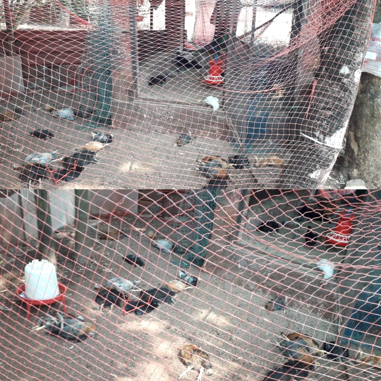 साळशी गावात मोकाट भटक्या कुत्र्यांचा धुमाकुळ ; कुक्कुटपालन व्यावसायिकाच्या ६० कोंबड्यांवर पिंजरा तोडून हल्ला.