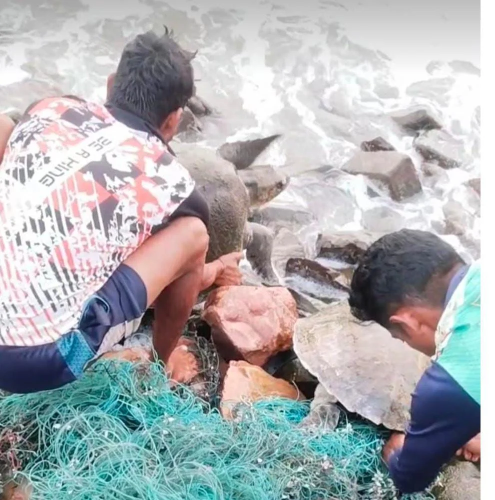 देवबाग येथे समुद्री कासवांना जीवदान.
