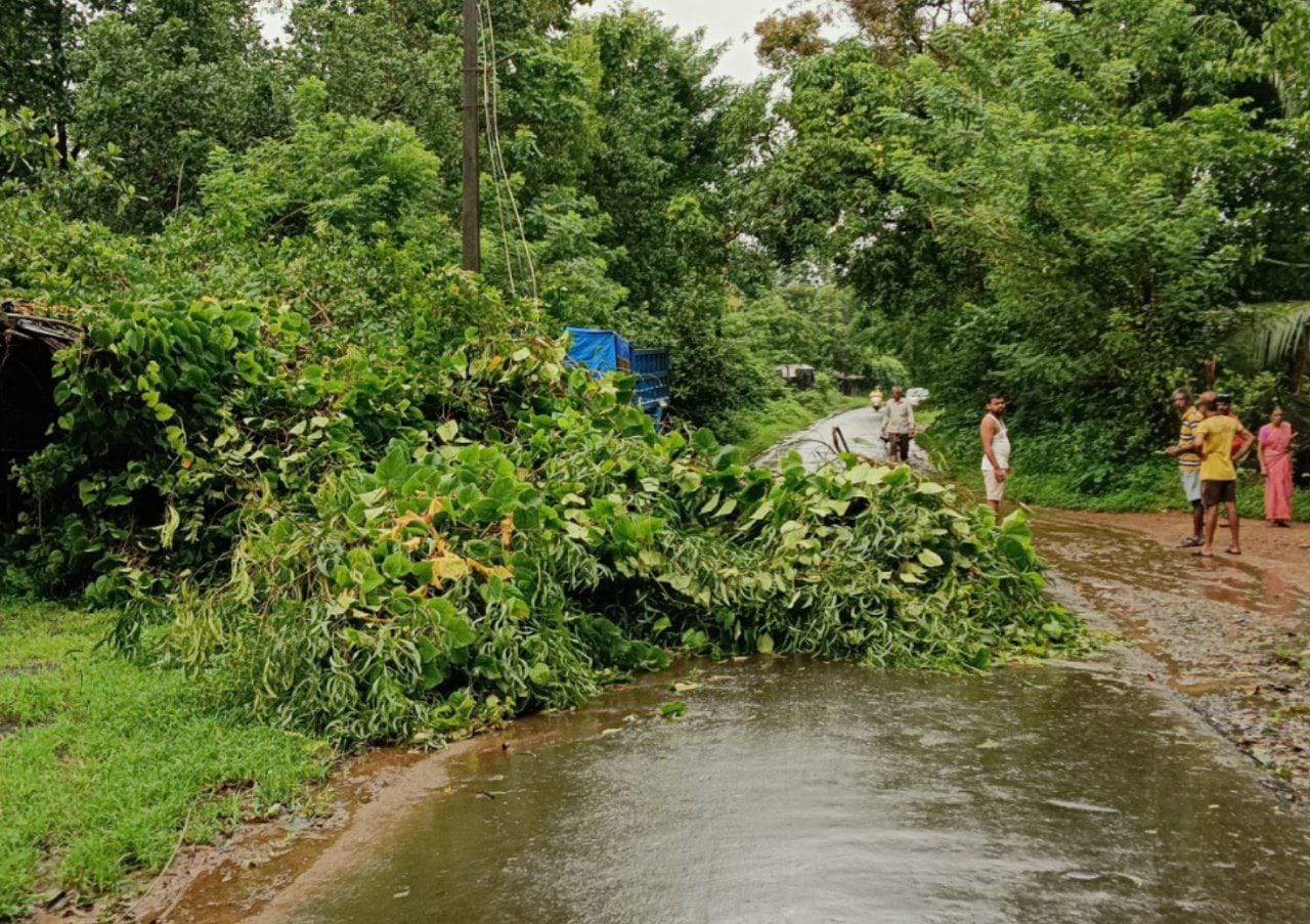 शेर्ले येथे झाड कोसळून विद्युत वाहिनीवर पडले