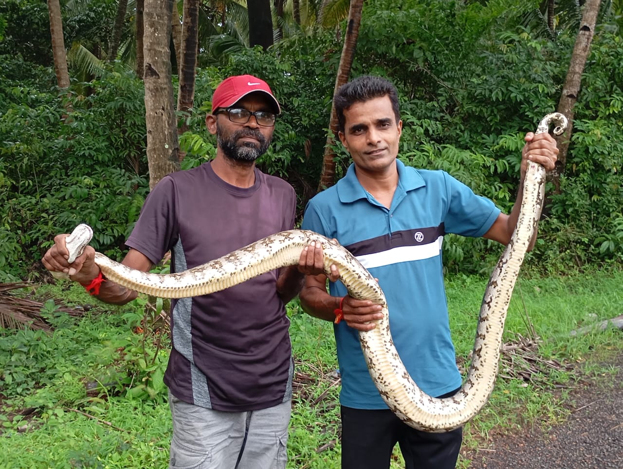 मसूरेत 7 फुट लांबीच्या अजगरास जीवदान!