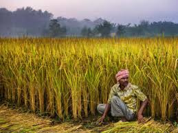शेतकऱ्यांना आधारकार्डप्रमाणे विशिष्ट ओळखपत्र देण्यासाठी नोंदणी होणार सुरु…!