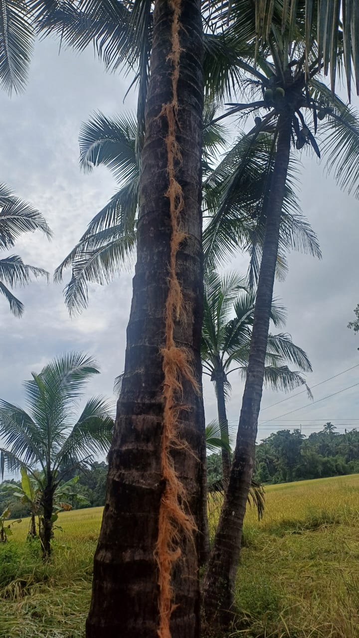 वीज कोसळून माडाला उभी भेग..!
