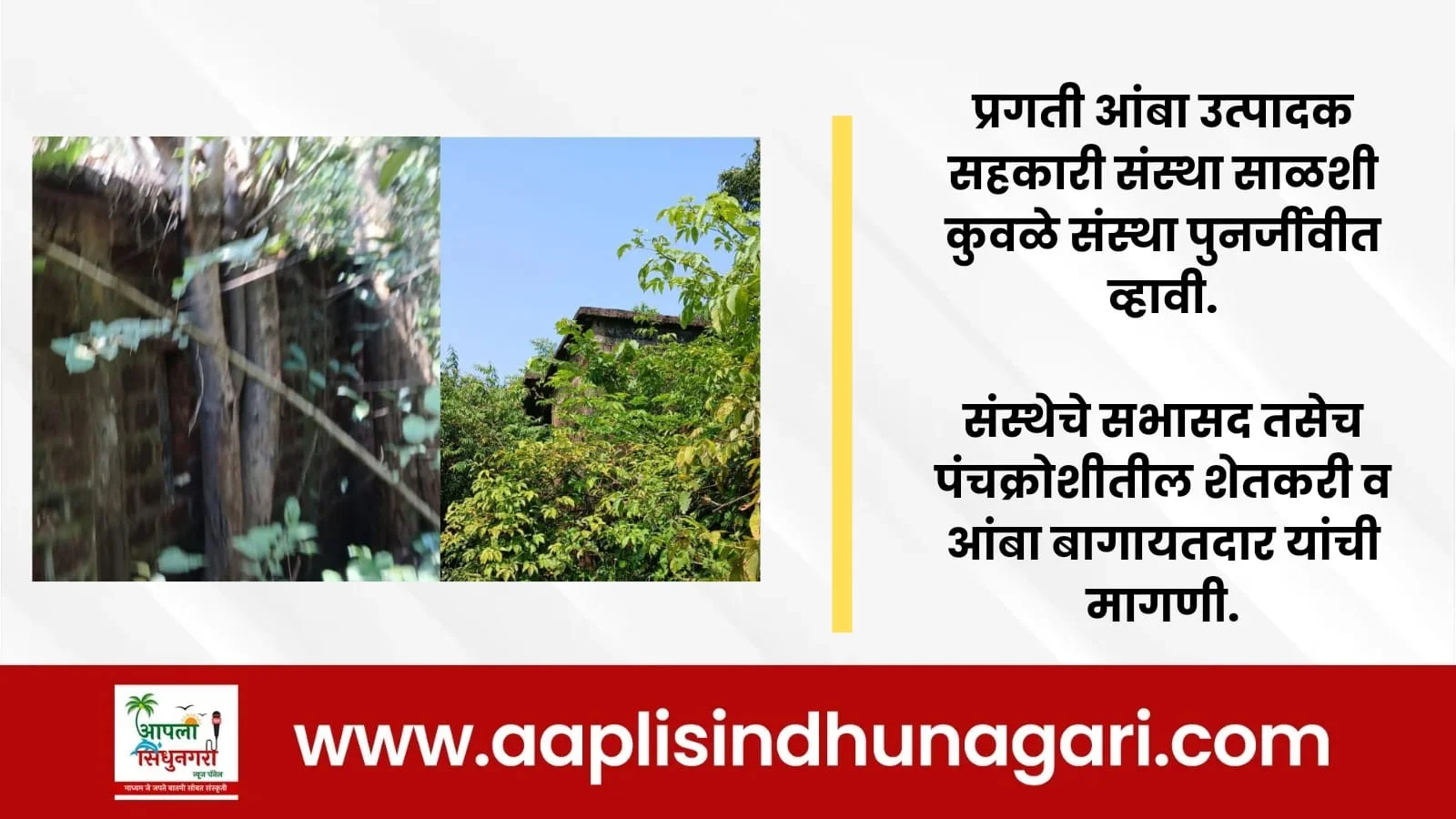 प्रगती आंबा उत्पादक सहकारी संस्था साळशी कुवळे संस्था पुनर्जीवीत व्हावी.