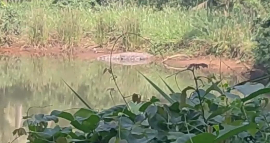 शेत तळीत मगरीचे दर्शन.