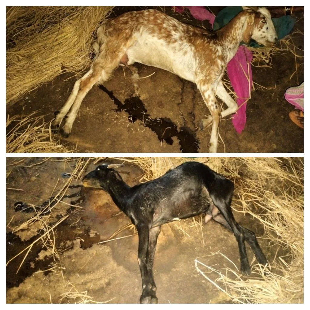 कुवळे - रेंबवली येथील शेतकऱ्याच्या ५ शेळ्या मृत्युमुखी १ शेळी अत्यवस्थ..!
