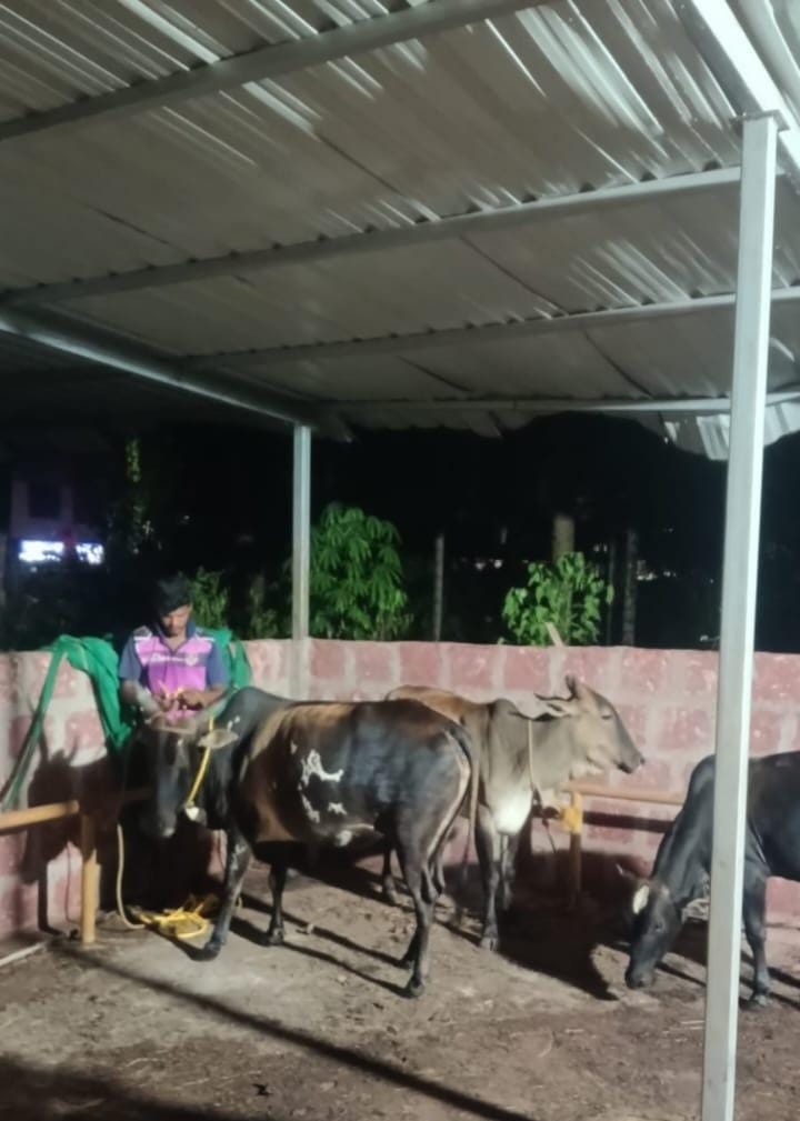 मालवण नगरपरिषदेची मोकाट गुरांविरोधात कारवाई सुरू.